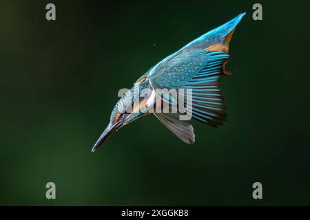 Eisvogel Alcedo atthis Stoßtauchen eines Eisvogelmännchens., Ambra Toscana Italien *** Kingfisher Alcedo atthis Male kingfisher Diving, Ambra Toscana Italien Stockfoto