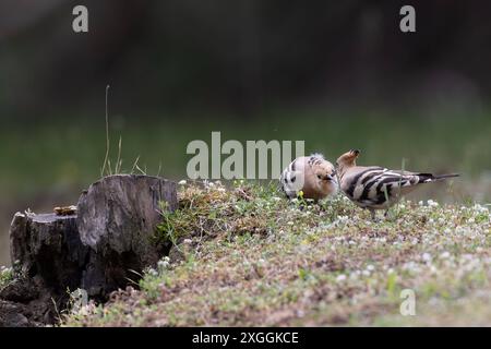 Wiedehopf Upupa epops Brautgeschenk eines Wiedehopfmännchens an seine Partnerin., Ambra Toscana Italien *** Wiedehopf Upupa epops männliche Wiedehopos Brautgeschenk an seine Partnerin, Ambra Toscana Italien Stockfoto