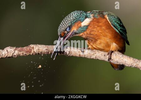 Eisvogel Alcedo atthis ein Eisvogelmännchen schlägt nach erfolgreicher Jagd die Beute gegen den Ansitzast, um sie anschließend leichter verschlingen zu können., Ambra Toscana Italien *** Eisvogelmännchen Alcedo atthis Ein männlicher eisvogelmännchen schlägt nach einer erfolgreichen Jagd die Beute gegen den Barsch, um es später leichter zu fressen zu machen , Ambra Toscana Italien Stockfoto