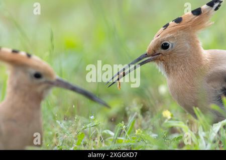 Wiedehopf Upupa epops Brautgeschenk eines Wiedehopfmännchens an seine Partnerin., Ambra Toscana Italien *** Wiedehopf Upupa epops männliche Wiedehopos Brautgeschenk an seine Partnerin, Ambra Toscana Italien Stockfoto