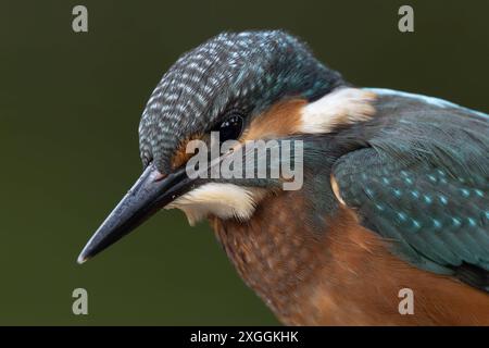 Eisvogel Alcedo atthis von einer Sitzwarte aus beobachtet ein Eisvogelmännchen die Wasseroberfläche und lauert auf Beute., Ambra Toscana Italien *** Eisvogel Alcedo atthis A männliche eisvogelmännchen beobachtet die Wasseroberfläche von einer Barsche aus und lauert auf Beute, Ambra Toscana Italien Stockfoto