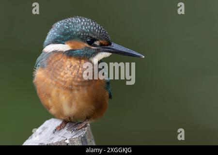 Eisvogel Alcedo atthis von einer Sitzwarte aus beobachtet ein Eisvogelmännchen die Wasseroberfläche und lauert auf Beute., Ambra Toscana Italien *** Eisvogel Alcedo atthis A männliche eisvogelmännchen beobachtet die Wasseroberfläche von einer Barsche aus und lauert auf Beute, Ambra Toscana Italien Stockfoto