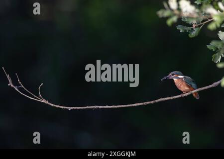 Eisvogel Alcedo atthis ein Eisvogelmännchen hockt nach erfolgreichem Stoßtauchen auf einem Ansitzast und verschlingt seine Beute., Ambra Toscana Italien *** Eisvogelmännchen Alcedo atthis Ein männlicher eisvogelmännchen hockt nach einem erfolgreichen Tauchgang auf einem Barsch und verschlingt seine Beute, Ambra Toscana Italy Stockfoto