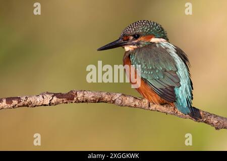 Eisvogel Alcedo atthis von einer Sitzwarte aus beobachtet ein Eisvogelmännchen die Wasseroberfläche und lauert auf Beute., Ambra Toscana Italien *** Eisvogel Alcedo atthis A männliche eisvogelmännchen beobachtet die Wasseroberfläche von einer Barsche aus und lauert auf Beute, Ambra Toscana Italien Stockfoto