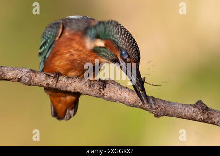 Eisvogel Alcedo atthis ein Eisvogelmännchen schlägt nach erfolgreicher Jagd die Beute gegen den Ansitzast, um sie anschließend leichter verschlingen zu können., Ambra Toscana Italien *** Eisvogelmännchen Alcedo atthis Ein männlicher eisvogelmännchen schlägt nach einer erfolgreichen Jagd die Beute gegen den Barsch, um es später leichter zu fressen zu machen , Ambra Toscana Italien Stockfoto