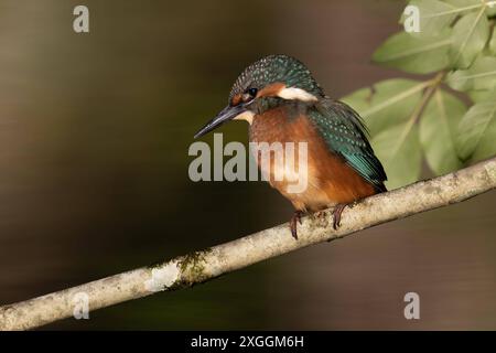 Eisvogel Alcedo atthis von einer Sitzwarte aus beobachtet ein Eisvogelmännchen die Wasseroberfläche und lauert auf Beute., Ambra Toscana Italien *** Eisvogel Alcedo atthis A männliche eisvogelmännchen beobachtet die Wasseroberfläche von einer Barsche aus und lauert auf Beute, Ambra Toscana Italien Stockfoto