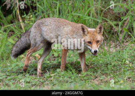 Rotfuchs Vulpes vulpes Fuchs auf einem Wildwechsel., Ambra Toscana Italien *** Rotfuchs Vulpes vulpes Fuchs auf einem Wildweg, Ambra Toscana Italien Stockfoto