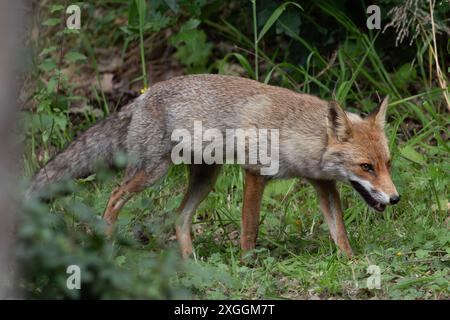 Rotfuchs Vulpes vulpes Fuchs auf einem Wildwechsel., Ambra Toscana Italien *** Rotfuchs Vulpes vulpes Fuchs auf einem Wildweg, Ambra Toscana Italien Stockfoto