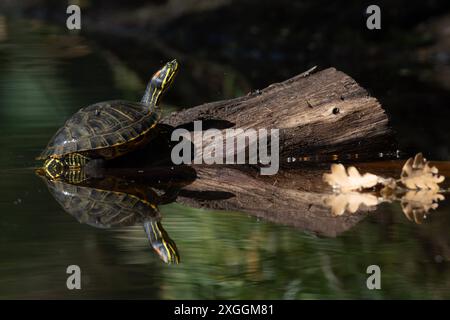 Europäische Sumpfschildkröte Emys orbicularis Europäische Sumpfschildkröte Emys orbicularis klettert auf einen im Wasser liegenden Baumstamm., Ambra Toscana Italien *** Europäische Teichschildkröte Emys orbicularis Europäische Teichschildkröte Emys orbicularis klettert auf einem Baumstamm im Wasser liegt Ambra Toscana Italien Stockfoto