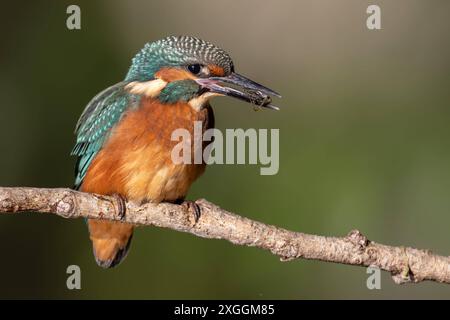 Eisvogel Alcedo atthis ein Eisvogelmännchen hockt mit einem soeben gefangenen Beutetier im Schnabel auf dem Ansitzast., Ambra Toscana Italien *** Eisvogel Alcedo atthis A männliche eisvogelmännchen hockt auf einem Zweig mit einer gerade gefangenen Beute im Schnabel , Ambra Toscana Italy Stockfoto