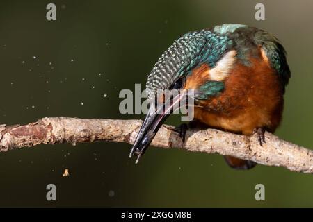 Eisvogel Alcedo atthis ein Eisvogelmännchen schlägt ein soeben gefangenes Beutetier gegen den Ansitzast., Ambra Toscana Italien *** Eisvogel Alcedo atthis A männliche eisvogelmännchen schlägt eine gerade Gefangene Beutetier gegen den Ansitzast., Ambra Toscana Italien Stockfoto