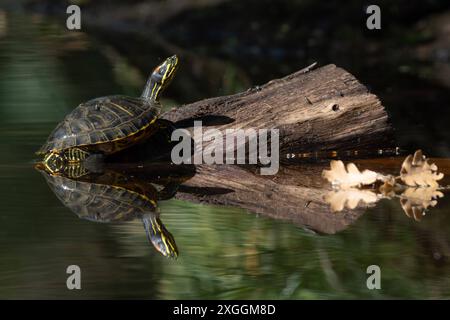 Europäische Sumpfschildkröte Emys orbicularis Europäische Sumpfschildkröte Emys orbicularis klettert auf einen im Wasser liegenden Baumstamm., Ambra Toscana Italien *** Europäische Teichschildkröte Emys orbicularis Europäische Teichschildkröte Emys orbicularis klettert auf einem Baumstamm im Wasser liegt Ambra Toscana Italien Stockfoto