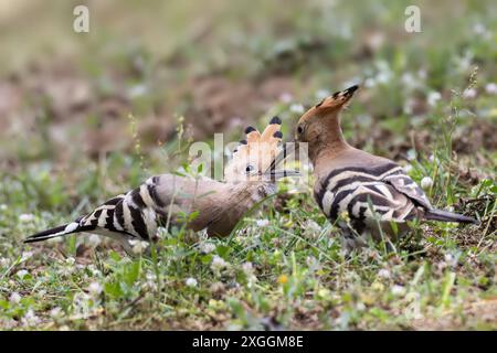 Wiedehopf Upupa epops Brautgeschenk eines Wiedehopfmännchens an seine Partnerin., Ambra Toscana Italien *** Wiedehopf Upupa epops männliche Wiedehopos Brautgeschenk an seine Partnerin, Ambra Toscana Italien Stockfoto