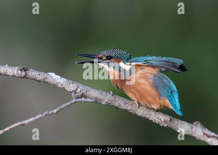 Eisvogel Alcedo atthis ein Eisvogelmännchen hat soeben ein zweites Männchen erblickt und geht in Verteidigungshaltung., Ambra Toscana Italien *** Eisvogel Alcedo atthis Ein männlicher eisvogelmännchen hat soeben einen zweiten Männchen in den Blick genommen und nimmt eine Abwehrhaltung ein , Ambra Toscana Italien Stockfoto