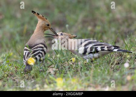 Wiedehopf Upupa epops Brautgeschenk eines Wiedehopfmännchens an seine Partnerin., Ambra Toscana Italien *** Wiedehopf Upupa epops männliche Wiedehopos Brautgeschenk an seine Partnerin, Ambra Toscana Italien Stockfoto