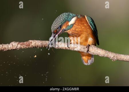 Eisvogel Alcedo atthis ein Eisvogelmännchen schlägt ein soeben gefangenes Beutetier gegen den Ansitzast., Ambra Toscana Italien *** Eisvogel Alcedo atthis A männliche eisvogelmännchen schlägt eine gerade Gefangene Beutetier gegen den Ansitzast., Ambra Toscana Italien Stockfoto