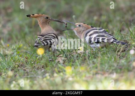 Wiedehopf Upupa epops Brautgeschenk eines Wiedehopfmännchens an seine Partnerin., Ambra Toscana Italien *** Wiedehopf Upupa epops männliche Wiedehopos Brautgeschenk an seine Partnerin, Ambra Toscana Italien Stockfoto