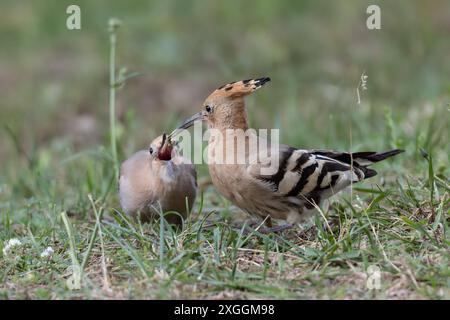 Wiedehopf Upupa epops Brautgeschenk eines Wiedehopfmännchens an seine Partnerin., Ambra Toscana Italien *** Wiedehopf Upupa epops männliche Wiedehopos Brautgeschenk an seine Partnerin, Ambra Toscana Italien Stockfoto