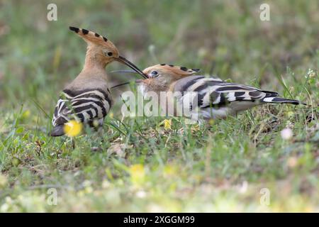 Wiedehopf Upupa epops Brautgeschenk eines Wiedehopfmännchens an seine Partnerin., Ambra Toscana Italien *** Wiedehopf Upupa epops männliche Wiedehopos Brautgeschenk an seine Partnerin, Ambra Toscana Italien Stockfoto