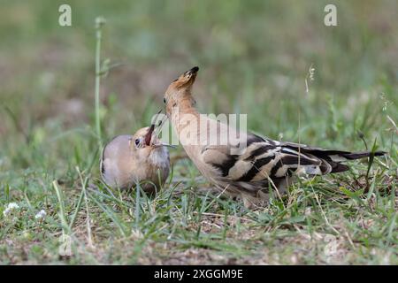 Wiedehopf Upupa epops Brautgeschenk eines Wiedehopfmännchens an seine Partnerin., Ambra Toscana Italien *** Wiedehopf Upupa epops männliche Wiedehopos Brautgeschenk an seine Partnerin, Ambra Toscana Italien Stockfoto