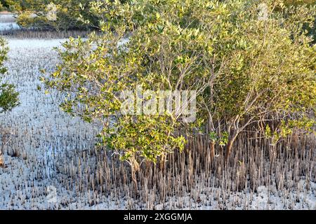 Mangrovenbäume und türkisfarbenes Wasser im Jubail Mangrove Park in Abu Dhabi. Stockfoto