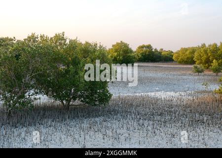 Mangrovenbäume und türkisfarbenes Wasser im Jubail Mangrove Park in Abu Dhabi. Stockfoto