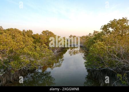 Mangrovenbäume und türkisfarbenes Wasser im Jubail Mangrove Park in Abu Dhabi. Stockfoto