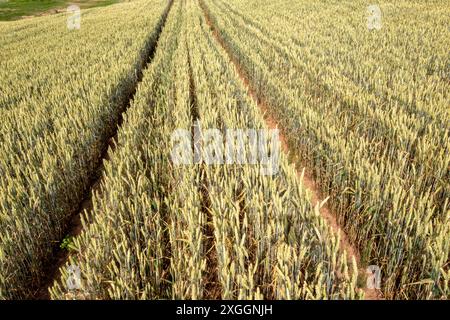 Weizenfeld mit Traktorketten. Stockfoto