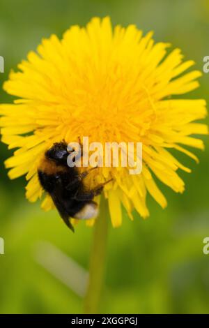 Vestalkuckucksubiene, die von einer Löwenzahn-Blume ernährt wird, County Durham, England, Vereinigtes Königreich. Stockfoto