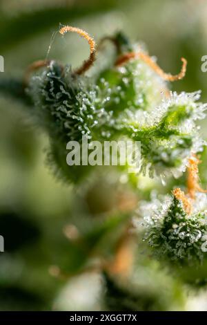 Blühende Cannabispflanzen DEU/Brandenburg/ Cottbus Â Cannabispflanzen: Die Trichome in den Büten enthalten Cannabioide, die für medizinische und Freizeitzwecke genutzt werden. Mit ihren markanten, gezackten Blättern und den dichten Blüten sind Cannabispflanzen leicht zu erkennen. In den winzigen harzigen Trichomen sind insbesondere die psychoaktiven Wirkstoffe THC und CBD, aber auch bis zu 200 Terpene enthalten, dadurch haben sie unterschiedliche Effekte und Anwendungsbereiche. Die Kultivierung der Pflanze erfordert sorgfältige Pflege und spezifische Umweltbedingungen, um die besten Erträge un Stockfoto