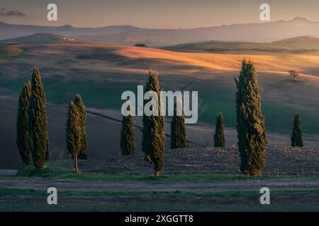 SAN QUIRICO D'ORCIA, TOSKANA / ITALIEN - 7. Dezember 2023: Zypressen des Val d'Orcia und die letzten Lichter des Sonnenuntergangs auf den Hügeln Stockfoto