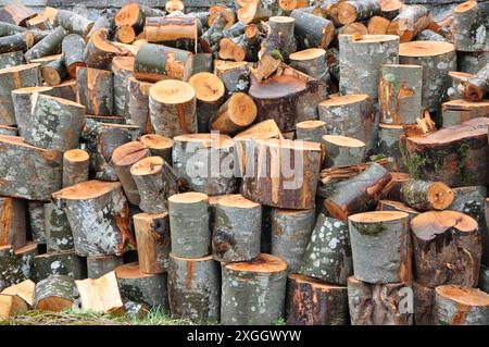 Logs bereit zum Aufteilen. Frisch geschnittener Baum in kurze Stämme, bereit für die Spaltung in Brennholz. Stockfoto