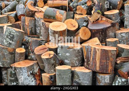 Logs bereit zum Aufteilen. Frisch geschnittener Baum in kurze Stämme, bereit für die Spaltung in Brennholz. Stockfoto