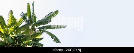 Grüne Bananenblätter Gegen Den Klaren Himmel Stockfoto