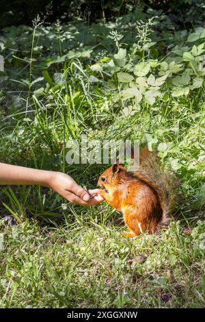 Das Kind füttert Eichhörnchen in der Waldlichtung. Nahaufnahme der Hand. Stockfoto