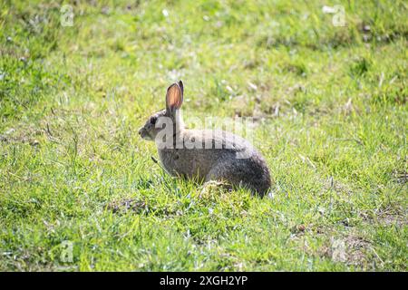 Wildes Kaninchen auf einer Wiese spielt und springt Gras essen Stockfoto