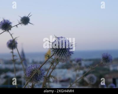 Eine Nahaufnahme von zarten lila distelförmigen Blüten, die in der Abenddämmerung an einem weichen, pastellfarbenen Himmel stehen. Der verschwommene Hintergrund zeigt eine ferne Stadt und das ruhige Meer, Stockfoto