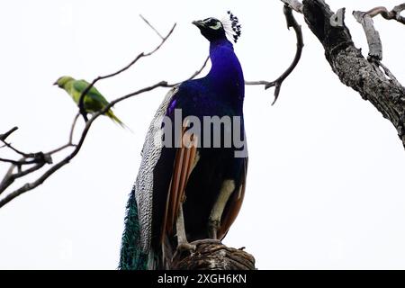 Ajmer, Indien. Juli 2024. Ein Pfau zeigt seine schillernden Federn nach dem Monsunregen in Ajmer, Indien am 07. Juli 2024. Foto von ABACAPRESS. COM Credit: Abaca Press/Alamy Live News Stockfoto