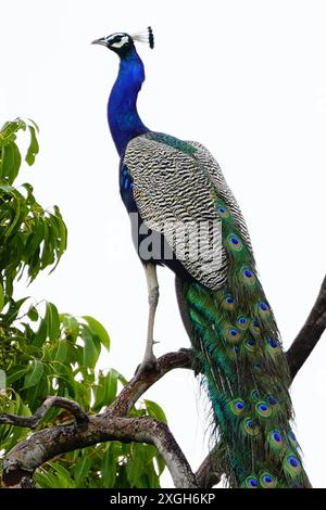 Ajmer, Indien. Juli 2024. Ein Pfau zeigt seine schillernden Federn nach dem Monsunregen in Ajmer, Indien am 07. Juli 2024. Foto von ABACAPRESS. COM Credit: Abaca Press/Alamy Live News Stockfoto