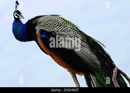 Ajmer, Indien. Juli 2024. Ein Pfau zeigt seine schillernden Federn nach dem Monsunregen in Ajmer, Indien am 07. Juli 2024. Foto von ABACAPRESS. COM Credit: Abaca Press/Alamy Live News Stockfoto