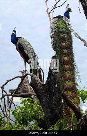 Ajmer, Indien. Juli 2024. Ein Pfau zeigt seine schillernden Federn nach dem Monsunregen in Ajmer, Indien am 07. Juli 2024. Foto von ABACAPRESS. COM Credit: Abaca Press/Alamy Live News Stockfoto