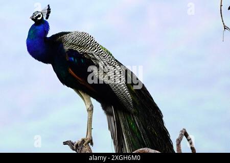 Ajmer, Indien. Juli 2024. Ein Pfau zeigt seine schillernden Federn nach dem Monsunregen in Ajmer, Indien am 07. Juli 2024. Foto von ABACAPRESS. COM Credit: Abaca Press/Alamy Live News Stockfoto