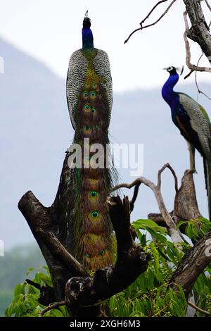 Ajmer, Indien. Juli 2024. Ein Pfau zeigt seine schillernden Federn nach dem Monsunregen in Ajmer, Indien am 07. Juli 2024. Foto von ABACAPRESS. COM Credit: Abaca Press/Alamy Live News Stockfoto