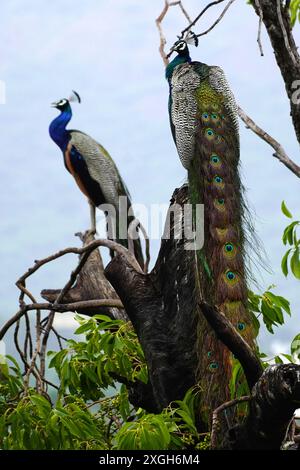 Ajmer, Indien. Juli 2024. Ein Pfau zeigt seine schillernden Federn nach dem Monsunregen in Ajmer, Indien am 07. Juli 2024. Foto von ABACAPRESS. COM Credit: Abaca Press/Alamy Live News Stockfoto