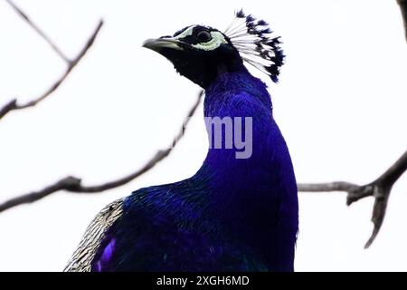 Ajmer, Indien. Juli 2024. Ein Pfau zeigt seine schillernden Federn nach dem Monsunregen in Ajmer, Indien am 07. Juli 2024. Foto von ABACAPRESS. COM Credit: Abaca Press/Alamy Live News Stockfoto