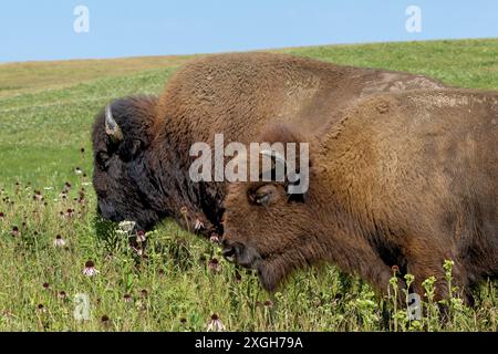 Zwei Bisons weiden auf Wildblumen in einem weiten Grasland. Blauer Himmel und grüne Felder bilden den Hintergrund. Stockfoto