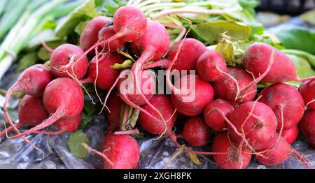 Frische Radieschen auf dem Ladentisch. Radieschen. Frisch geernteter, violetter Rettich. Rettich wächst. Stockfoto