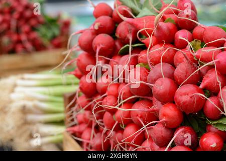 Frische Radieschen auf dem Ladentisch. Radieschen. Frisch geernteter, violetter Rettich. Rettich wächst. Stockfoto