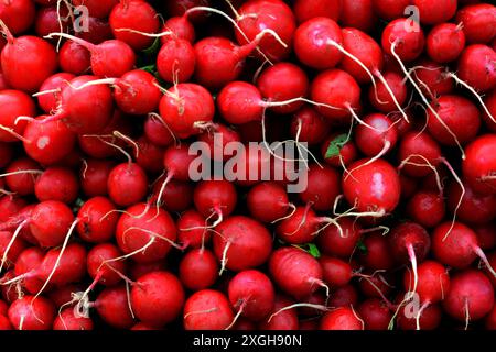 Frische Radieschen auf dem Ladentisch. Radieschen. Frisch geernteter, violetter Rettich. Rettich wächst. Stockfoto