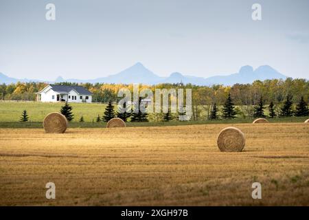 Runde Heuballen auf einem ernteten Feld mit Blick auf ein Farmhaus und die Rocky Mountains im Herbst in der Nähe von Cochrane Alberta Kanada. Stockfoto